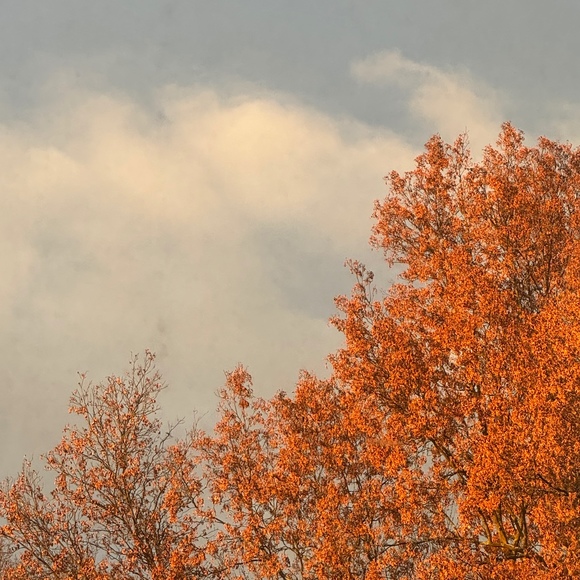 Meet your Posher, Sara - Picture 1 of 1